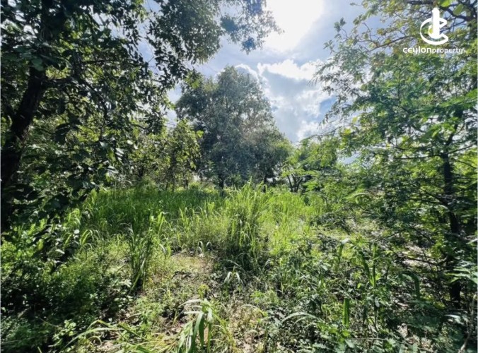 Land for Sale in Anuradhapura - Land for sale in Kekirawa - photo 3