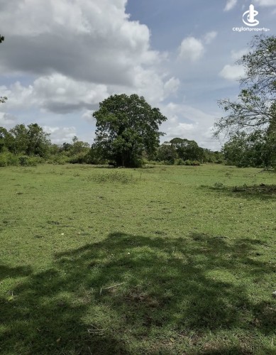 Land for Sale in Matale - Land for Sale in Matale - photo 1