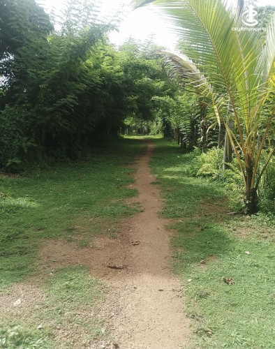Land for Sale in Minuwangoda - Land for Sale in Minuwangoda - photo 6