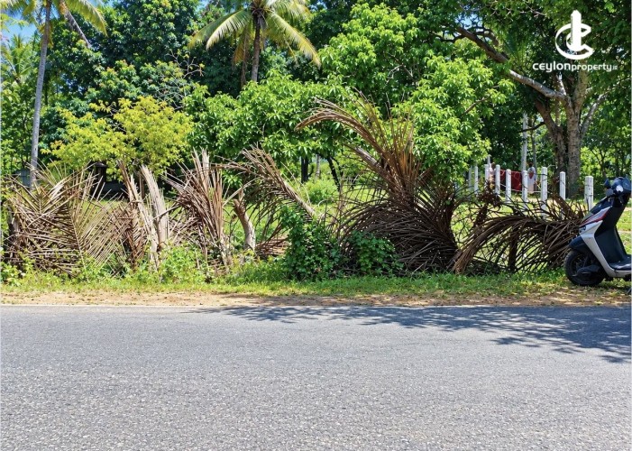 Land for Sale in Anuradhapura - Land for sale in Anuradapura - photo 1