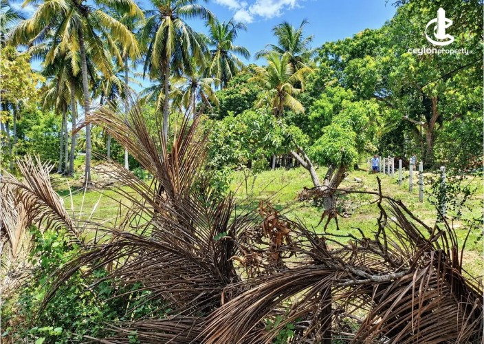 Land for Sale in Anuradhapura - Land for sale in Anuradapura - photo 2
