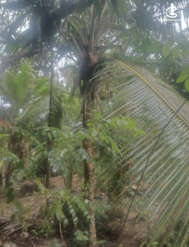 Land for Sale in Gampaha - Land for Sale in Gampaha - photo 3