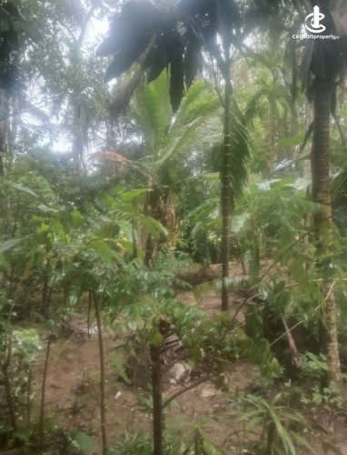 Land for Sale in Gampaha - Land for Sale in Gampaha - photo 4