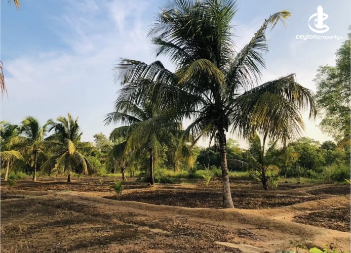 Land for Sale in Anamaduwa - Land for sale in Anamaduwa - photo 2