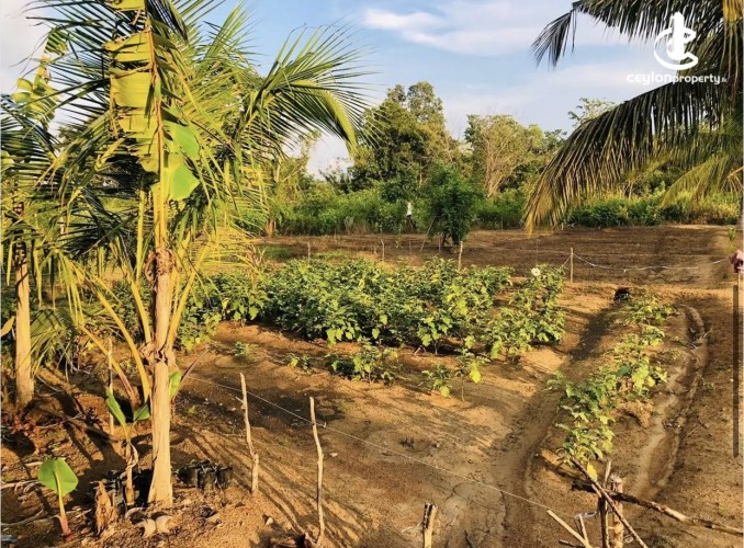 Land for Sale in Anamaduwa - Land for sale in Anamaduwa - photo 3