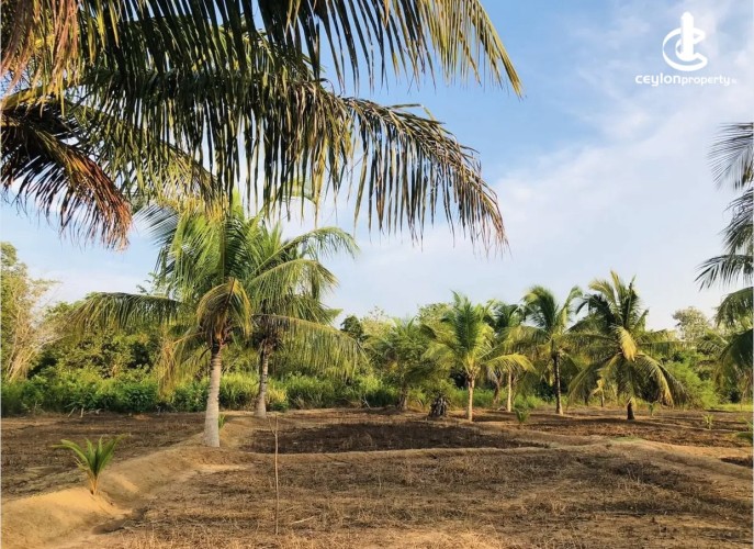 Land for Sale in Anamaduwa - Land for sale in Anamaduwa - photo 4