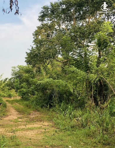 Land for Sale in Anamaduwa - Land for sale in Anamaduwa - photo 5