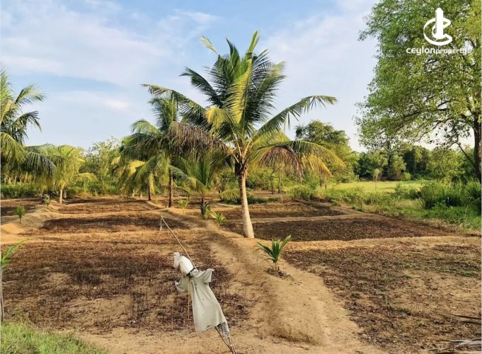 Land for Sale in Anamaduwa - Land for sale in Anamaduwa - photo 6