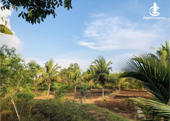 Land for Sale in Anamaduwa - Land for sale in Anamaduwa - photo 7
