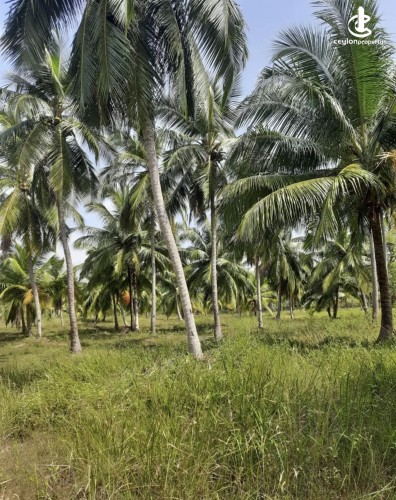 Land for Sale in Chilaw - Land for sale in chilaw - photo 2