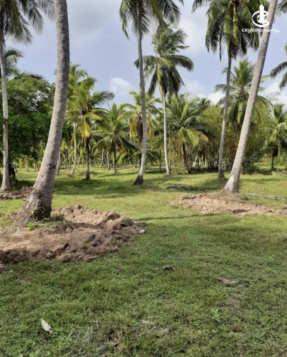 Land for Sale in Chilaw - Land for sale in chilaw - photo 3