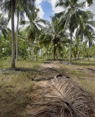 Land for Sale in Chilaw - Land for sale in chilaw - photo 5