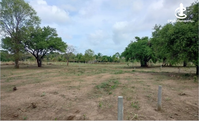 Land for Sale in Dambulla - Land for sale in Dambulla - photo 5