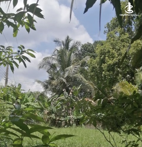 Land for Sale in Gampaha - Land for sale in gampaha - photo 1
