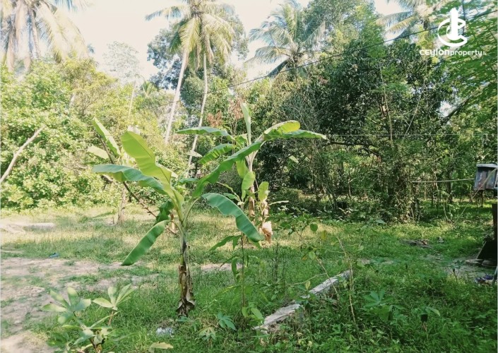 Land for Sale in Katunayake - Land for sale in katunayake - photo 4