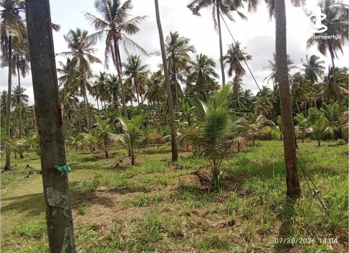 Land for Sale in Katupota - Land for sale in katupotha - photo 3