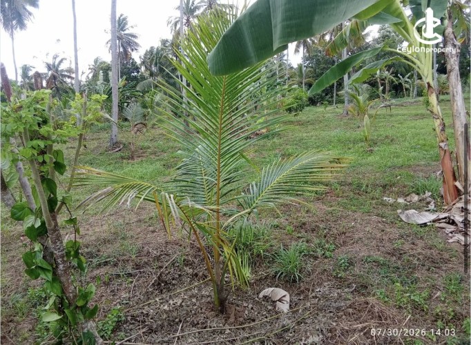Land for Sale in Katupota - Land for sale in katupotha - photo 4