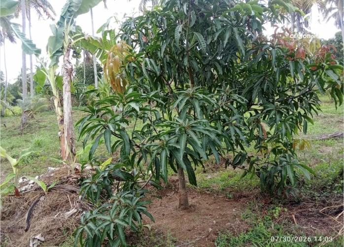 Land for Sale in Katupota - Land for sale in katupotha - photo 5