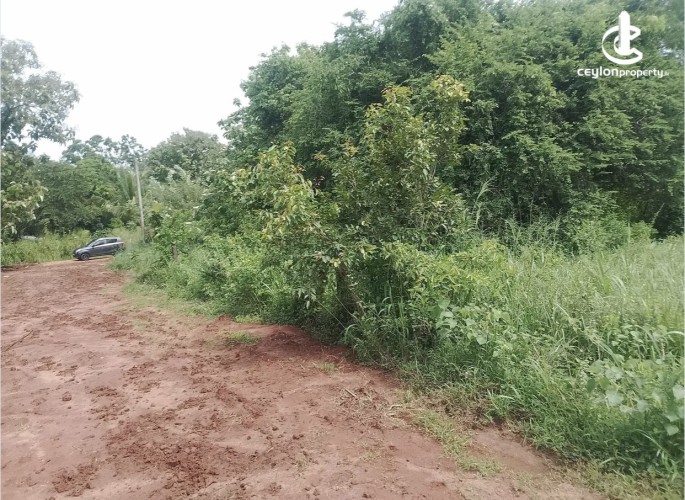 Land for Sale in Anuradhapura - Land for sale in Anuradhapura - photo 3