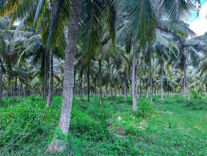 Land for Sale in Anamaduwa - Land for Sale in Anamaduwa - photo 2