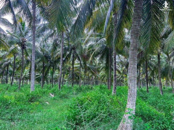 Land for Sale in Anamaduwa - Land for Sale in Anamaduwa - photo 3