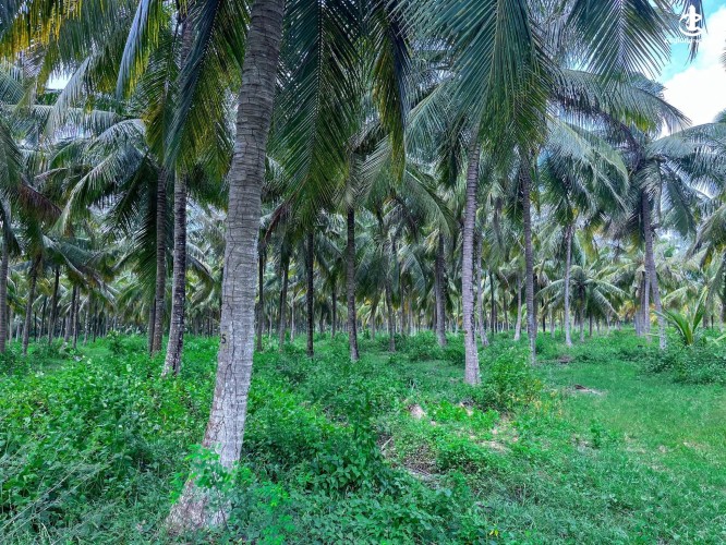 Land for Sale in Anamaduwa - Land for Sale in Anamaduwa - photo 4