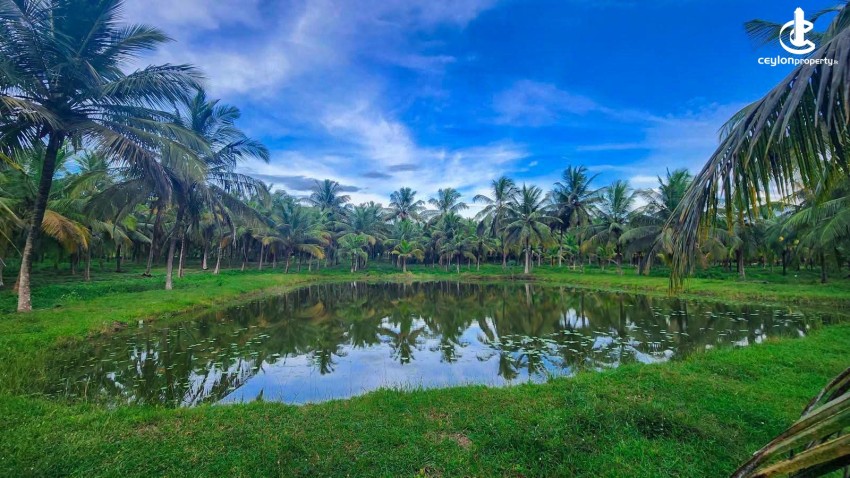 Land for Sale in Anamaduwa - Land for Sale in Anamaduwa - photo 5