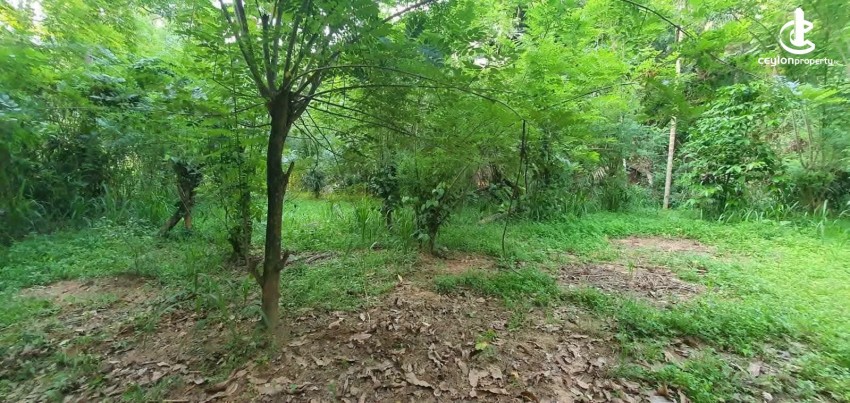 Land for Sale in Kandy - Land for Sale in Kandy - photo 2
