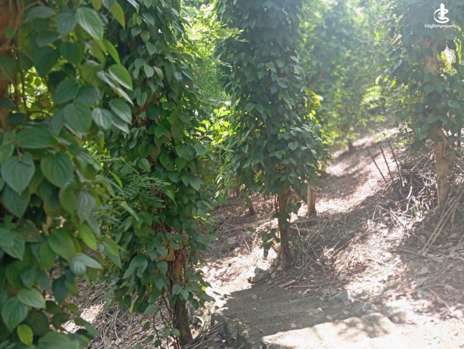 Land for Sale in Matale - Land for Sale in Matale - photo 2