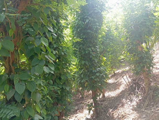 Land for Sale in Matale - Land for Sale in Matale - photo 5