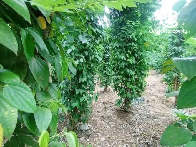 Land for Sale in Matale - Land for Sale in Matale - photo 6