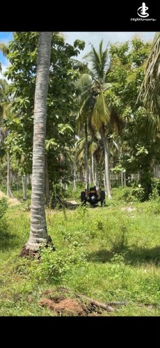 Land for Sale in Chilaw - Land for Sale in Chilaw - photo 2