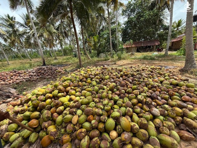 Land for Sale in Chilaw - Land for Sale in Chilaw - photo 4