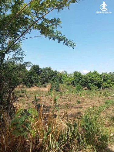 Land for Sale in Dambulla - Land for Sale in Dambulla - photo 1