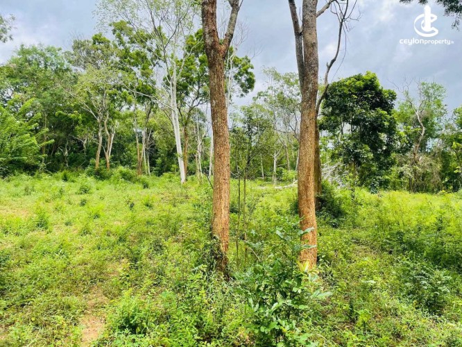 Land for Sale in Hambantota - Land for Sale in Hambantota - photo 2