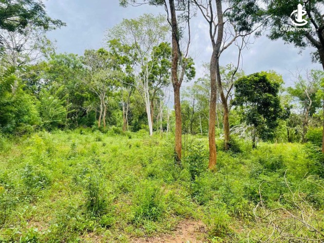 Land for Sale in Hambantota - Land for Sale in Hambantota - photo 4