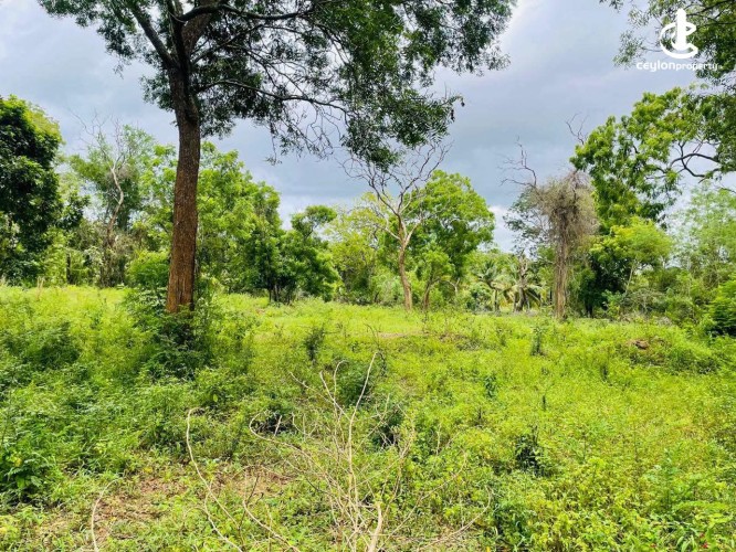 Land for Sale in Hambantota - Land for Sale in Hambantota - photo 5