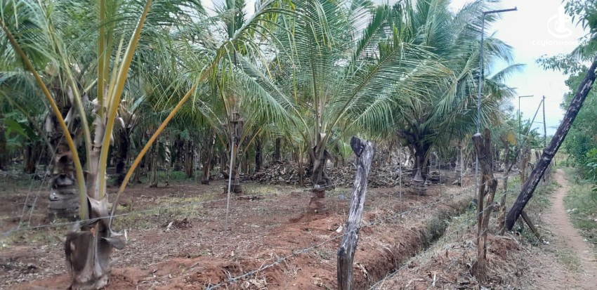 Land for Sale in Hambantota - Land for Sale in Hambantota - photo 8