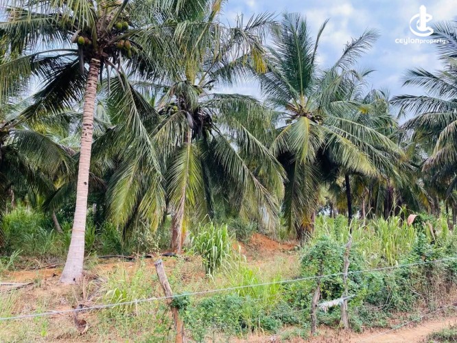 Land for Sale in Hambantota - Land for Sale in Hambantota - photo 1