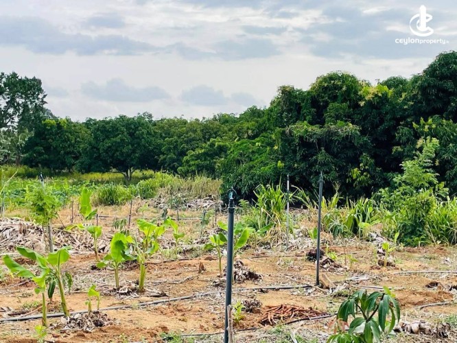 Land for Sale in Hambantota - Land for Sale in Hambantota - photo 3