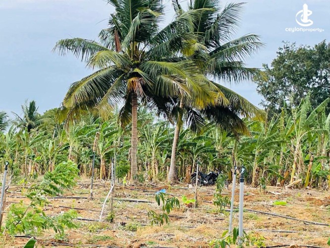 Land for Sale in Hambantota - Land for Sale in Hambantota - photo 4