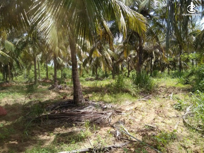 Land for Sale in Hambantota - Land for Sale in Hambantota - photo 5