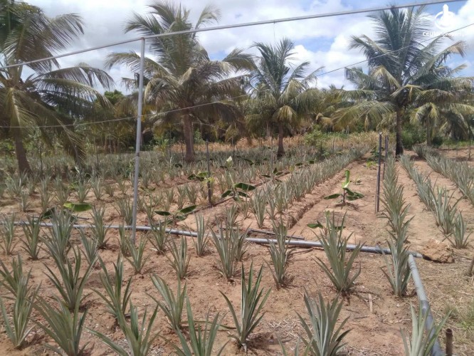 Land for Sale in Hambantota - Land for Sale in Hambantota - photo 6