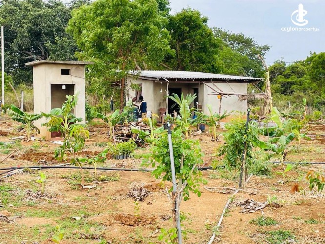 Land for Sale in Hambantota - Land for Sale in Hambantota - photo 8