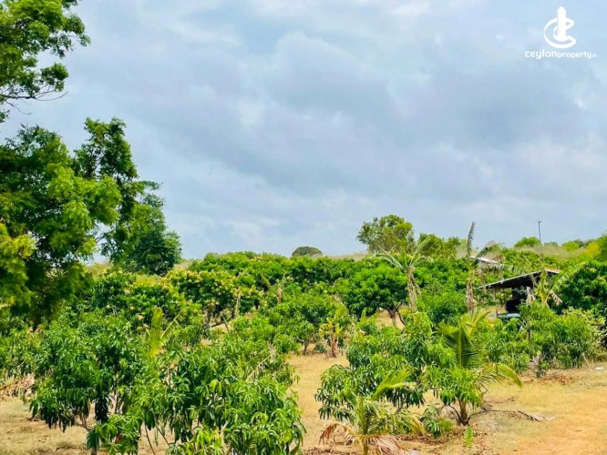 Land for Sale in Hambantota - Land for Sale in Hambantota - photo 2