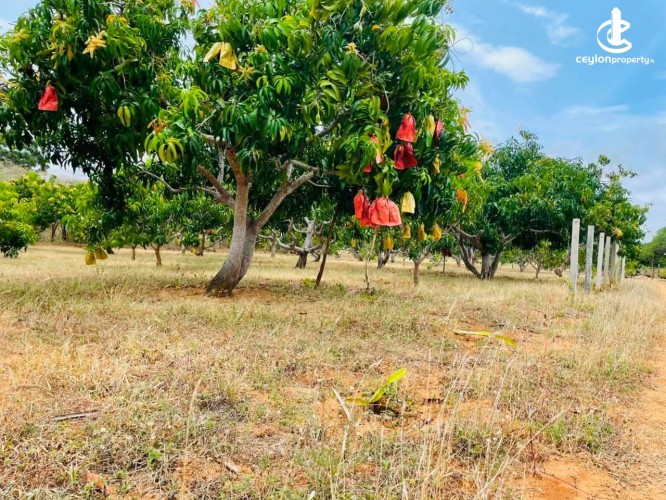 Land for Sale in Hambantota - Land for Sale in Hambantota - photo 3