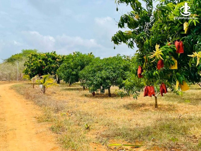 Land for Sale in Hambantota - Land for Sale in Hambantota - photo 4