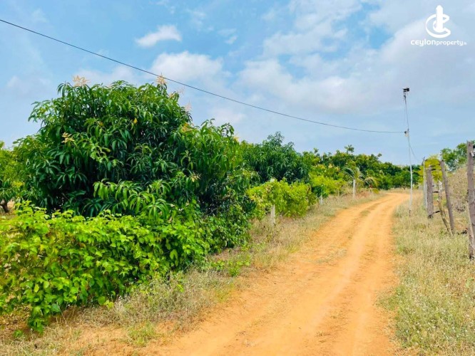 Land for Sale in Hambantota - Land for Sale in Hambantota - photo 6