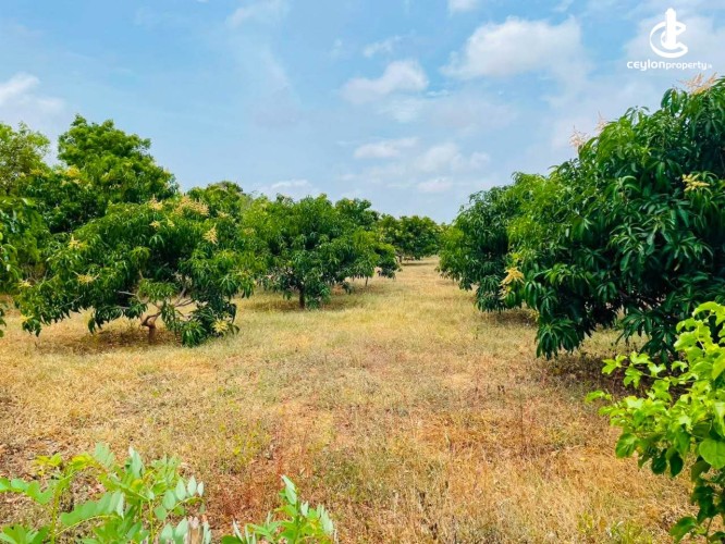 Land for Sale in Hambantota - Land for Sale in Hambantota - photo 7