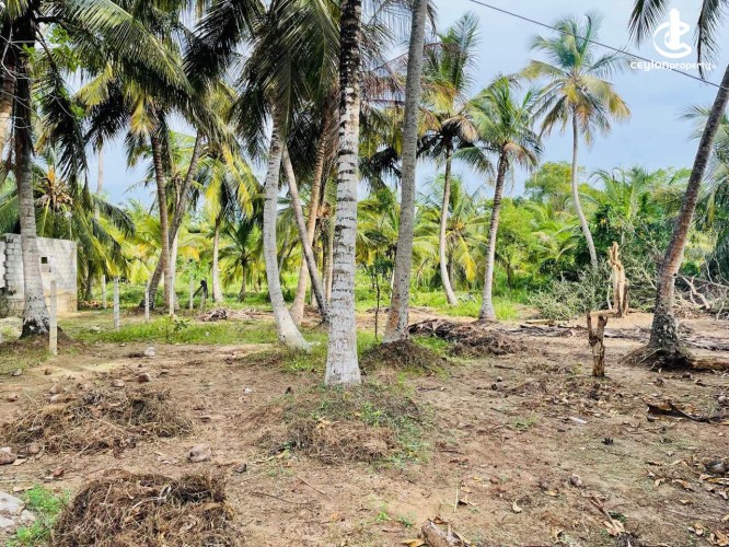 Land for Sale in Tangalla - Land for Sale in Tangalla - photo 5
